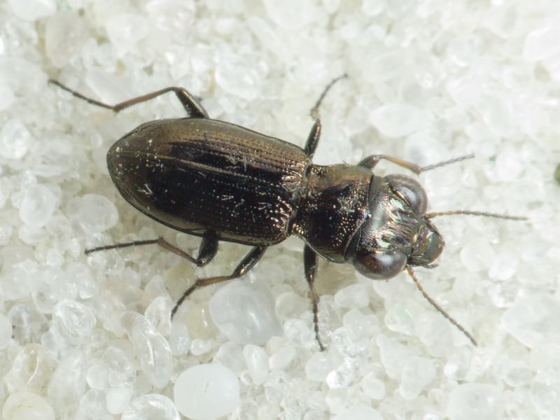 Notiophilus Duméril, 1806